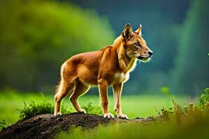 een hond staand Aan top van een heuvel in de gras. ai-gegenereerd foto