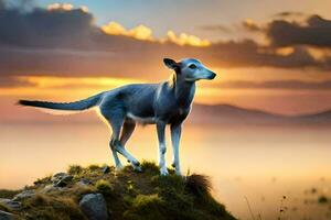 een hond staand Aan top van een heuvel Bij zonsondergang. ai-gegenereerd foto