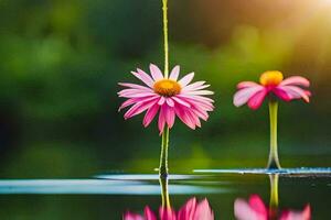 twee roze bloemen drijvend in de water. ai-gegenereerd foto