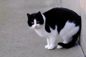 zwart-wit gestreepte straatkat met groene ogen portret close-up foto