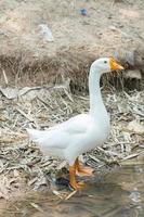 witte gans bij een rivier in thailand foto