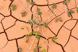 close-up achtergrond van gebarsten droge grond met mimosa plant foto