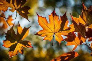 herfst bladeren zijn getoond in de zonlicht. ai-gegenereerd foto