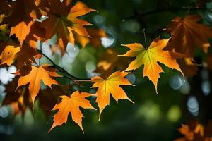 herfst bladeren, herfst, herfst bladeren, herfst bladeren, herfst bladeren, herfst bladeren, herfst. ai-gegenereerd foto