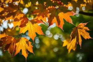 herfst bladeren zijn getoond in deze foto. ai-gegenereerd foto