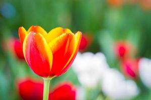 rode tulp in een tuin met juiste copyspace foto