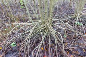 mangroveboom met wortels in lagune, thailand foto