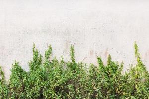 vuile grungy muur met groene planten, achtergrond foto