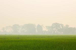 gren rijstveld met achtergrond van rook foto