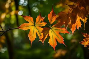 herfst bladeren in de zonlicht. ai-gegenereerd foto