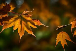 herfst bladeren, herfst, herfst bladeren, herfst bladeren, herfst bladeren, herfst bladeren, herfst. ai-gegenereerd foto