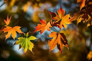 herfst bladeren zijn getoond in deze foto. ai-gegenereerd foto