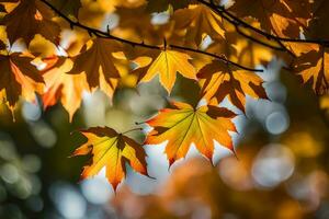 herfst bladeren Aan een boom Afdeling. ai-gegenereerd foto