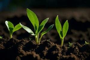 drie jong planten groeit in de bodem. ai-gegenereerd foto