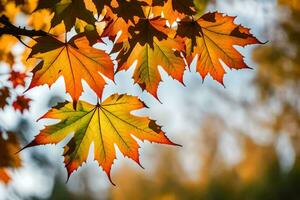 herfst bladeren zijn getoond in deze foto. ai-gegenereerd foto