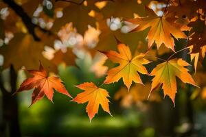 herfst bladeren zijn getoond in de zonlicht. ai-gegenereerd foto