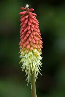 tritoma, rood heet poker, fakkel lelie, knoffelaars of poker plant, kniphofia foto