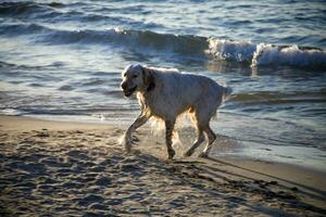 hond op het strand foto