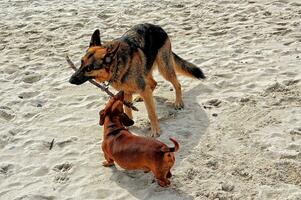 spelen Aan de strand bar hondenduits herder en een klein roodharig teckel in de warm voorjaar zon foto