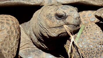 schildpad close-up foto