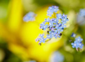 geel bloemen ophelderen de veld- foto