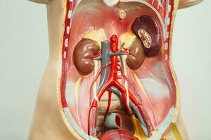 nier menselijk anatomie model- voor studie onderwijs medisch Cursus. foto