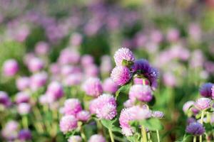 bloem met de mooi. foto