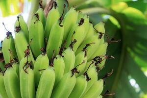 rauw bananen met textuur. foto