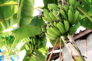 bananen Aan bomen in platteland. foto