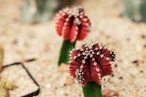 cactus van rood Aan grond. foto