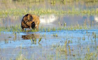 bokser hond spelen in de water foto