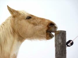 Doorzichtig bruin paard hoofd foto