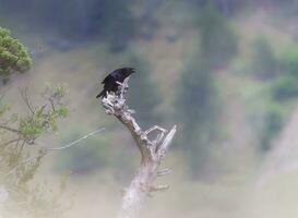 aas kraai, corvus corone het zingen foto