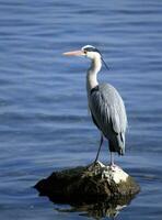 reiger Aan een rots foto