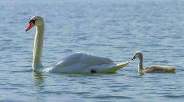 dempen zwaan en jonge zwaan Aan de water Aan meer leman, Genève, Zwitserland foto