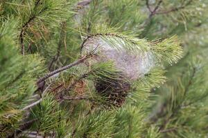 nest van een pijnboom processierups mot - thaumetopoea pityocampa foto