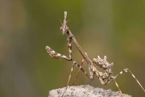 empusa pennata insect foto