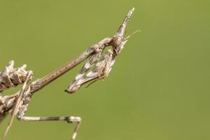 empusa pennata insect foto