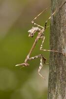 empusa pennata insect foto