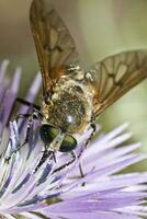 bombylius majoor dichtbij omhoog foto