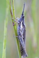 sprinkhaan op een blad foto