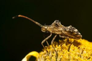 centrocoris variegatus insect foto