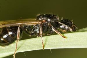 oogstmachine mier - messor barbarus foto