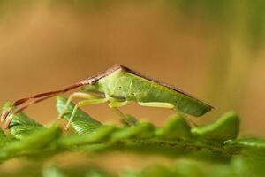 zuidelijk groen stinkbug - nezara viridula foto