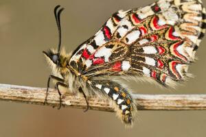 Spaans festoen vlinder - zerynthia herkauwer foto