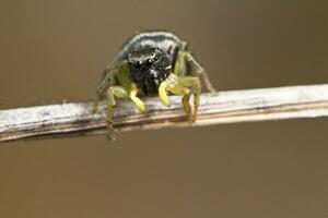 heliophanus auratus spin foto