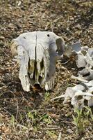 schapen schedel Aan de natuur foto