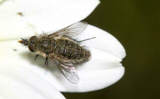 bombylisoom notatum insect foto