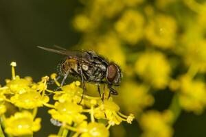 vlieg Aan top van geel bloem foto