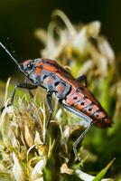 kin kever - spilostethus pandurus foto